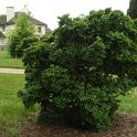 Ulmus 'Jacqueline Hillier'